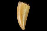 Serrated, Raptor Tooth - Real Dinosaur Tooth #158977-1